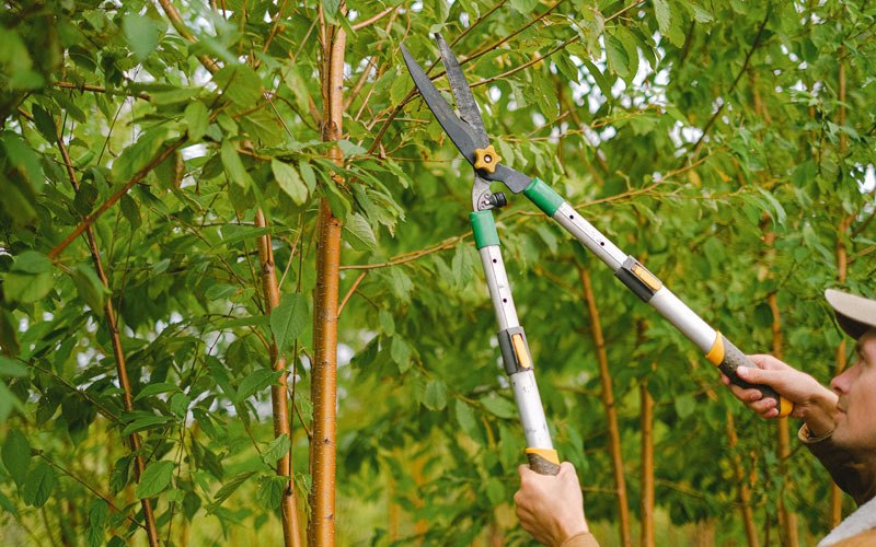 Tree trimming in Varysburg, NY